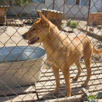 7 reasons why invisible pet fences don’t work